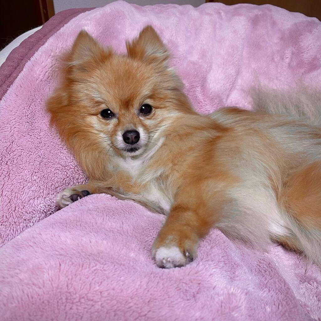 PomeraniRan's tweet photo. #dog #doglife #doglovers #dogstagram 
#pom #pomeranian #chien #perro 
#ポメラニアン #犬のいる暮らし https://t.co/QGa0cVDT8X https://t.co/WsJmbOz7CK