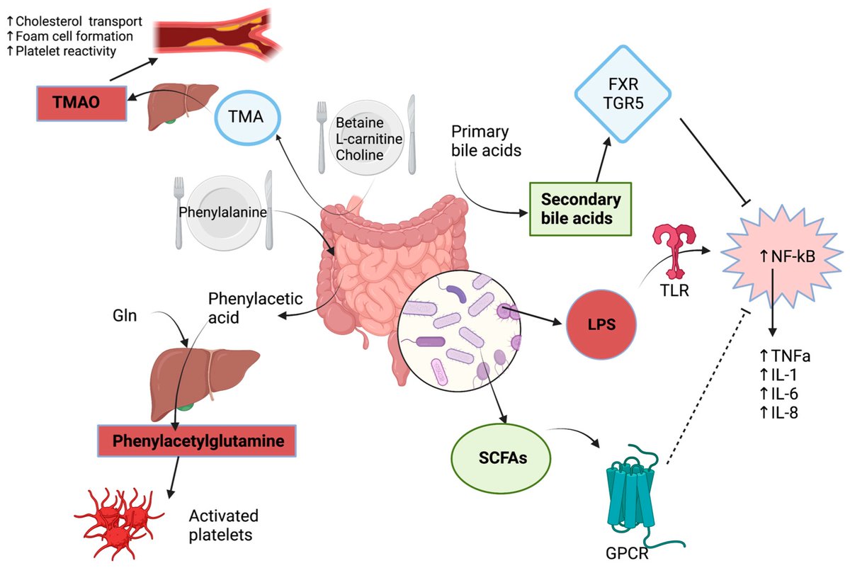 Role of the Gut #Microbiome in the Development of Atherosclerotic #Cardiovascular Disease
mdpi.com/2189988