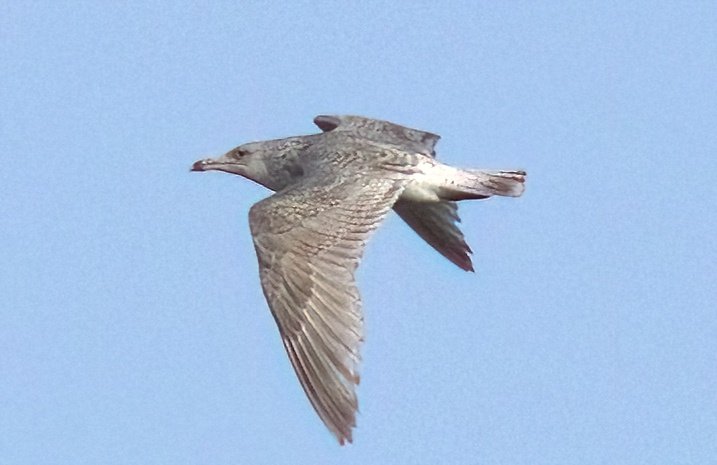 Aberrant gull present again at Orgreave again last night.