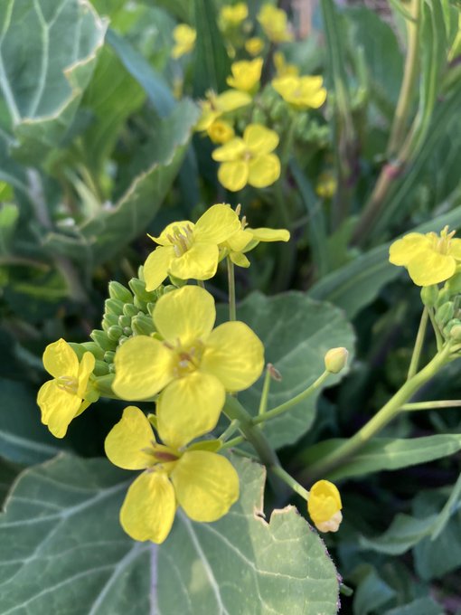 Twitterのコスプレ画像9