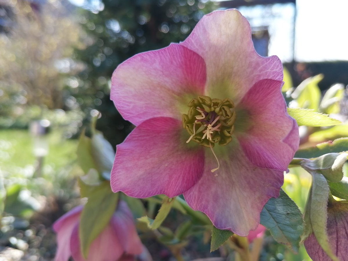 TomderZar's tweet photo. It's the most wonderful time, of the year 💐
#garten #dailyfleets #garden #kleingarten #gartenlogbuch #wienliebe #wienmalanders #vienna #schrebergarten #flowers #blumen #gardening #spring #frühling https://t.co/oFQjSElIar
