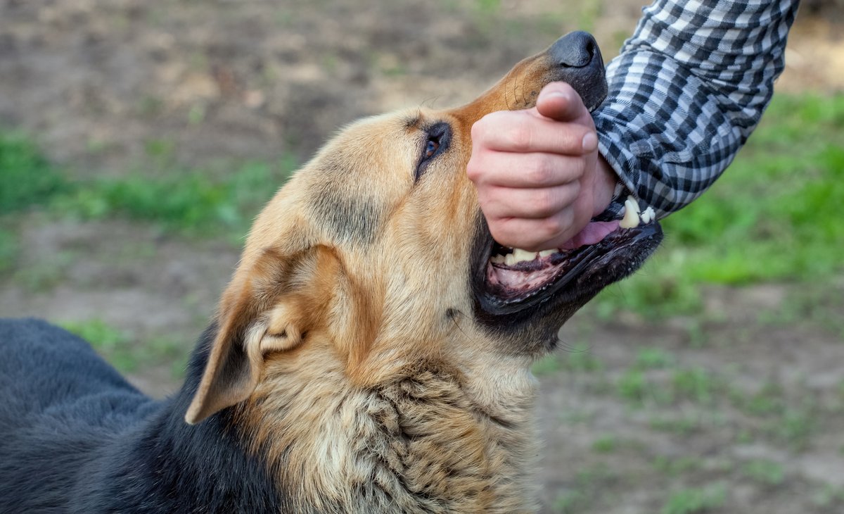 ilovedogworld's tweet photo. Have you ever get a dog bite? https://t.co/lUH4p1IRor
