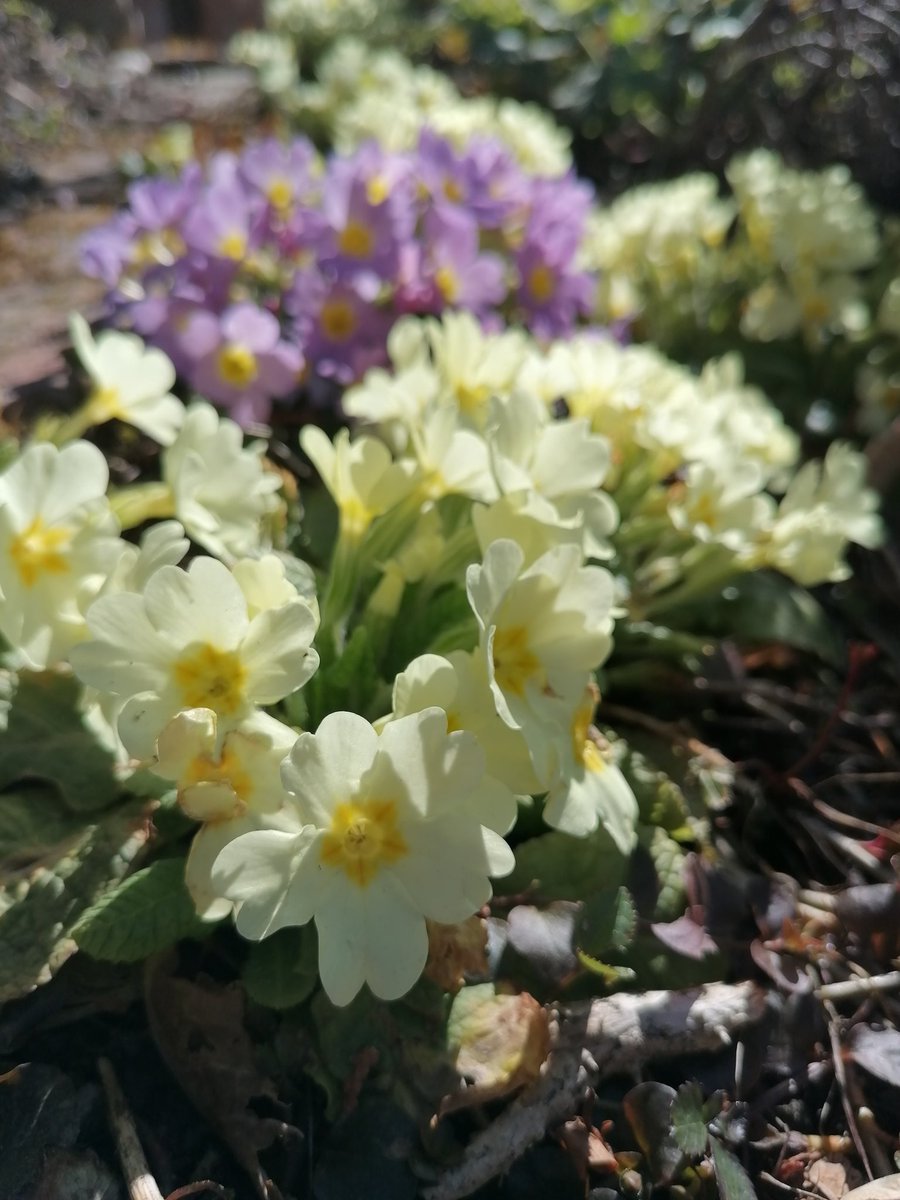 TomderZar's tweet photo. It's the most wonderful time, of the year 💐
#garten #dailyfleets #garden #kleingarten #gartenlogbuch #wienliebe #wienmalanders #vienna #schrebergarten #flowers #blumen #gardening #spring #frühling https://t.co/oFQjSElIar