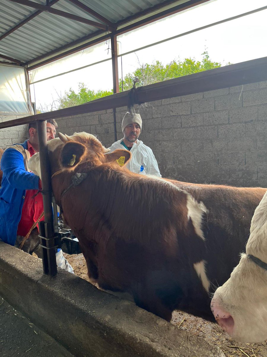 #Konyaaltı İlçemizde Veteriner Hekimlerimiz hafta sonu mesai gözetmeksizin büyükbaş hayvanlara şap aşısı yapıyor. 

#ŞimdiAşıZamanı Değerli Üreticilerimiz ‼️
Hayvanlarınızın sağlığı için mutlaka #şap aşısını yaptırın 
<a href="/VahitKirisci/">Prof.Dr.Vahit Kirişci</a> <a href="/ersinyazici1/">Ersin YAZICI</a> <a href="/gokhankaraca_/">Gökhan Karaca</a>