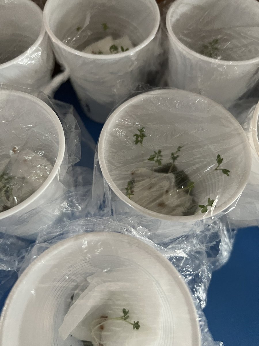GPSmrsshotton's tweet photo. We have closely observed the effects of heating and cooling on different materials such as water and chocolate. Such creative ideas for investigations. Y4 even created a mini water cycle and grew cress without adding new water! #gpsscience @GpsYear4 https://t.co/6rPBGw4GsX