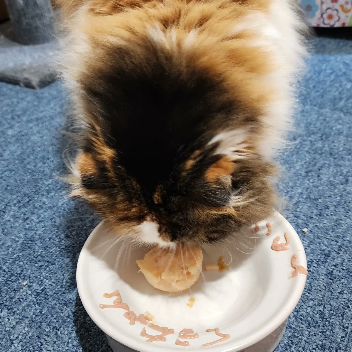 3月はくうちゃんのお誕生日🎂

保護してもうすぐ11ヶ月！
早いなぁ！
おっきくなったなぁ😊

8ニャンのお兄ニャンお姉ニャンと毎日はしゃぎまくって元気に過ごしてね😄

噛みつき足蹴りしまくりだけど、爪切らせてくれる方法ないかな……🤔