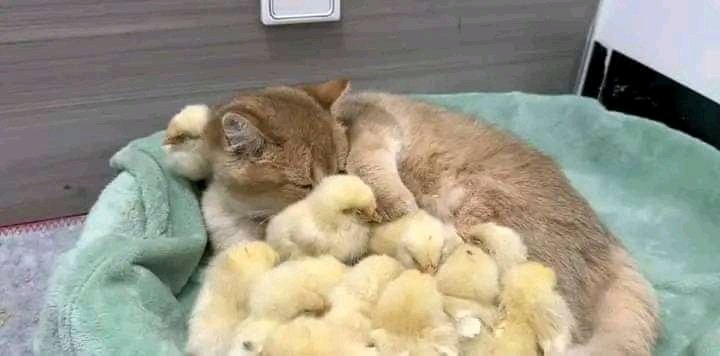 AlexisOchieng's tweet photo. Worth a thousand words this love with others let never die animals are not our whole life,but they make our lives whole so let's love each other has these animals do to them selves visit our page here to share love and support today to make change to the poor stray animals. https://t.co/p04BBfGvAC