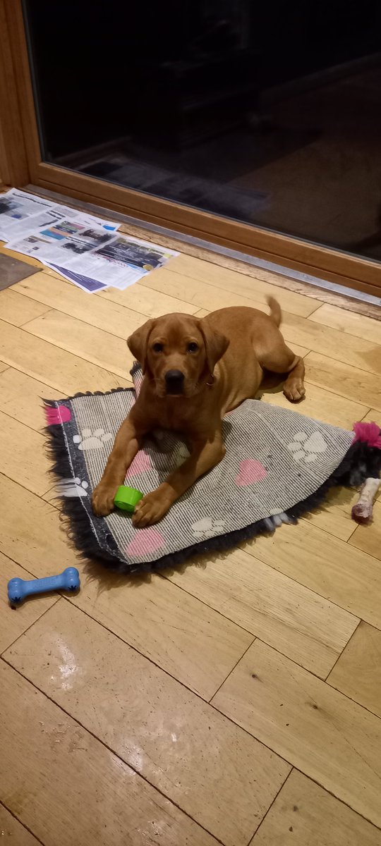 Irish Guide Dogs for the Blind tweet media