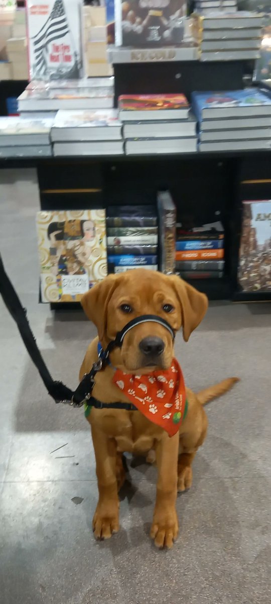 Irish Guide Dogs for the Blind tweet media