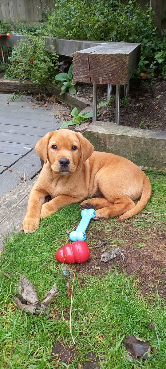 Irish Guide Dogs for the Blind tweet media