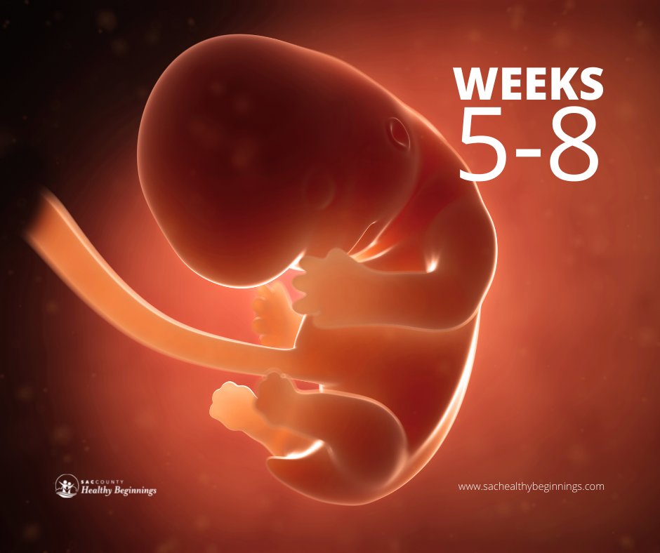 SACCountyHB's tweet image. During weeks 5-8 of #pregnancy, your baby’s heart, blood vessels, eyes, ears, mouth, and bones begin to form. Your baby grows to 1 inch long – about the size and weight of a penny! sachealthybeginnings.com

#SACCounty #HealthyBeginnings #Pregnancy #PregnancyJourney #Sacramento