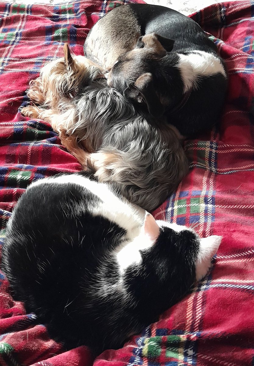 mkw_19's tweet photo. @bunsenbernerbmd Snuggle buddies https://t.co/9e3NWULPgE