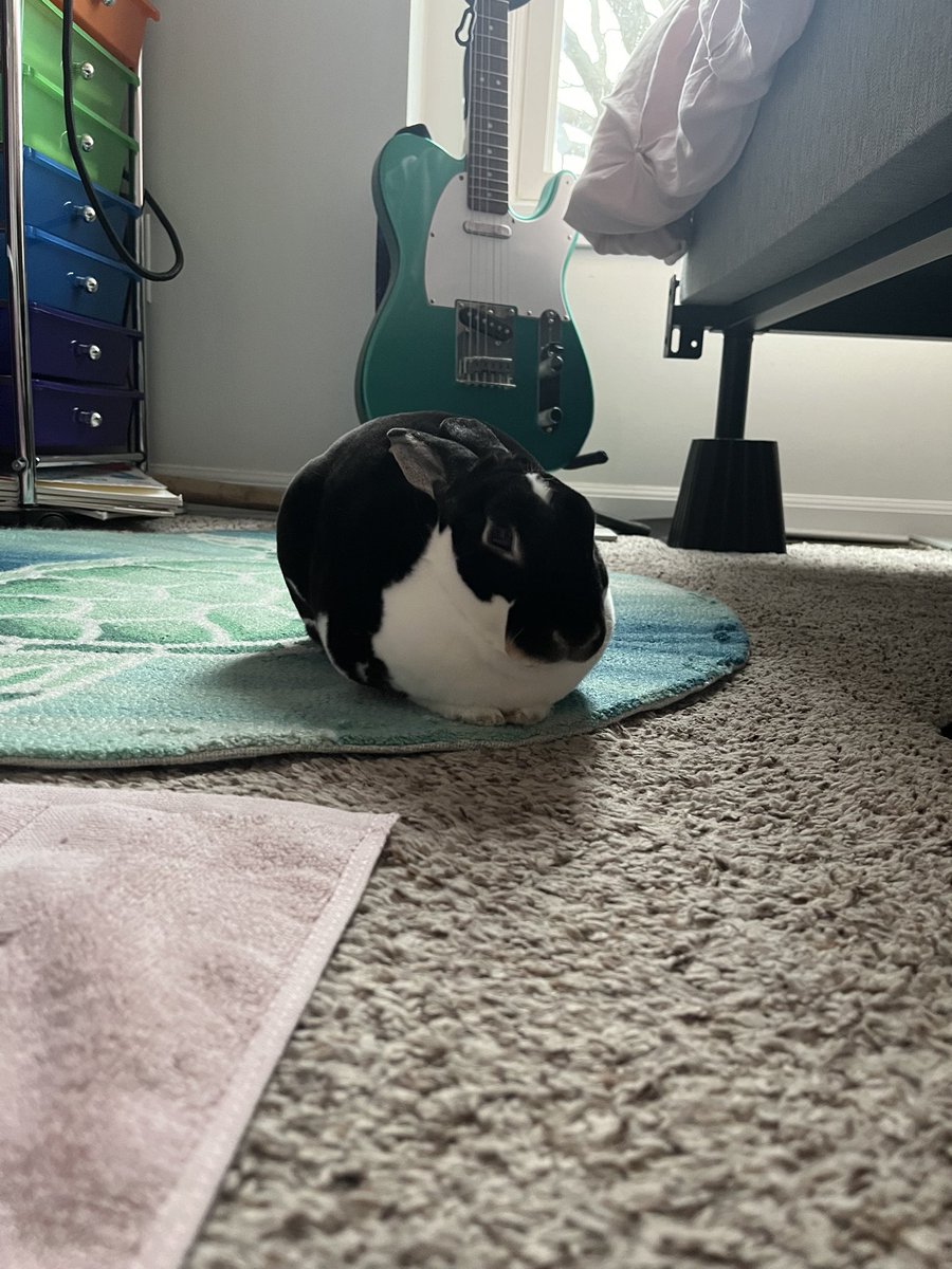 Snowbro22's tweet photo. @tragicbirdapp Wabbit https://t.co/yxISuUyrFo