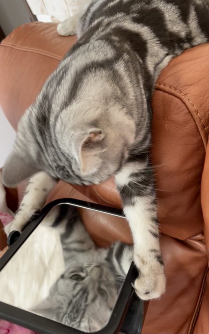 おうコラ!腰抜けそこから出てこんかいこのキャットが!! 