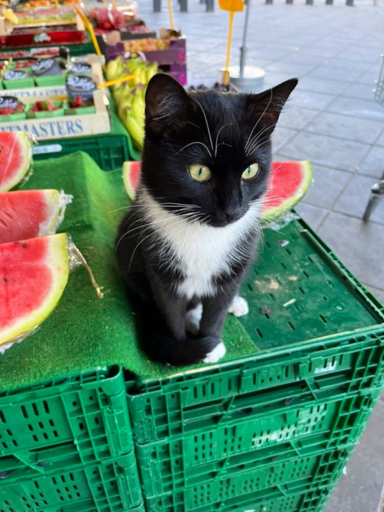 Bodegacats_'s tweet image. 