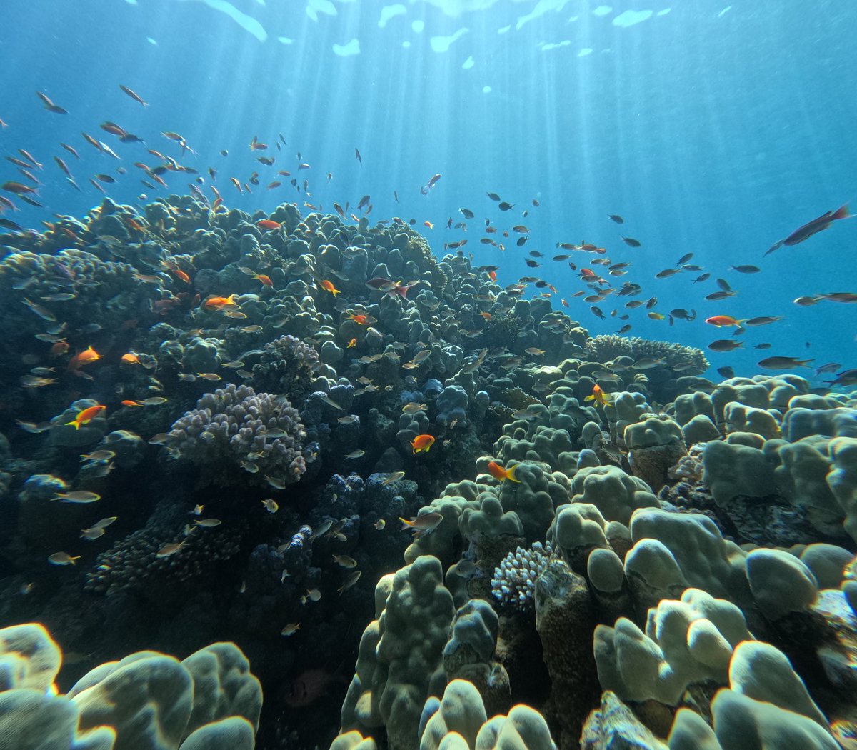 David J Suggett tweet media