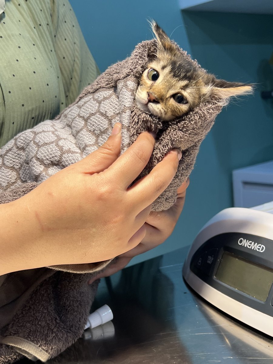 BarudaksPapi's tweet image. “Bayi lahirnya cewek ya pak, selamat”