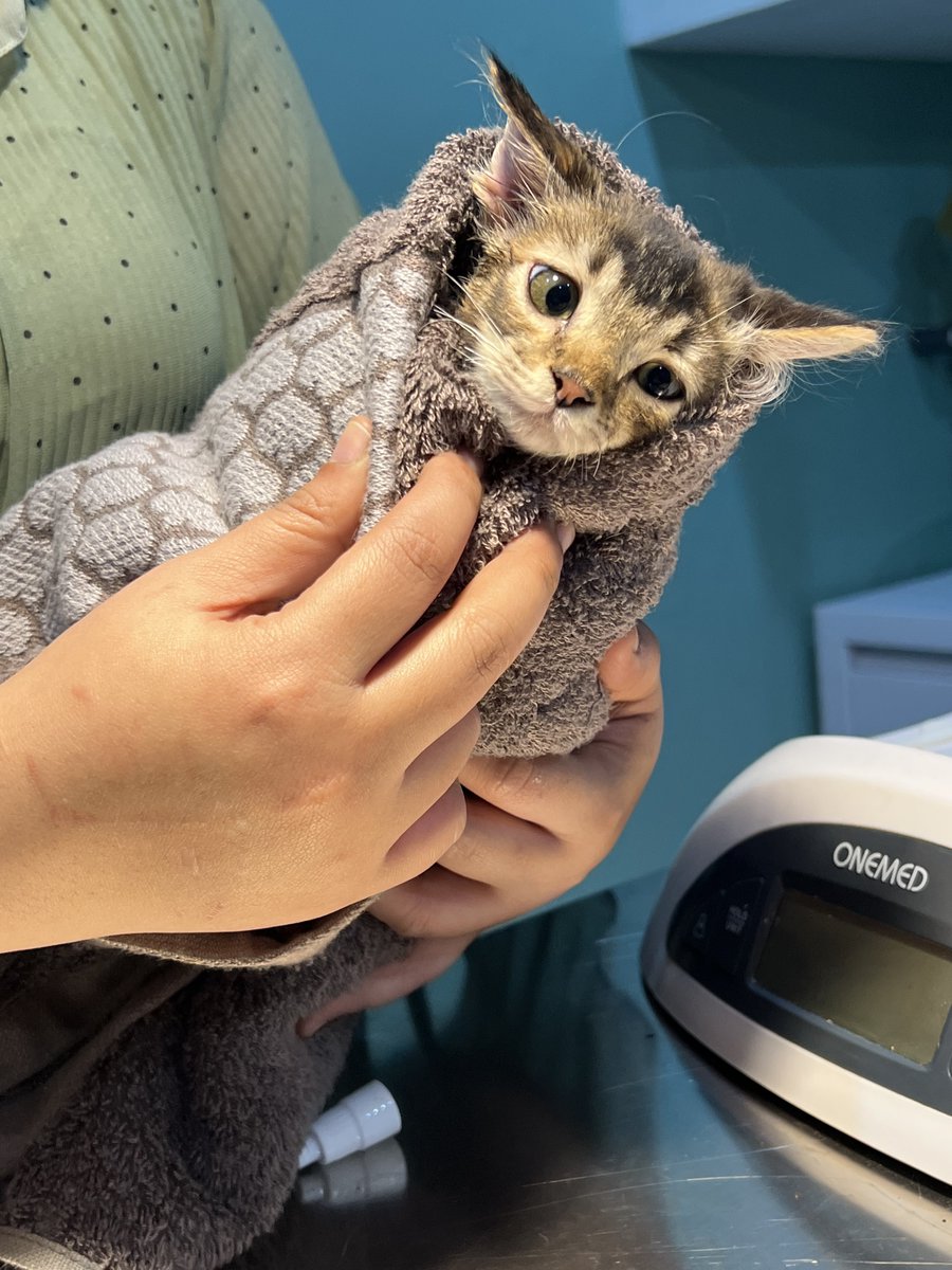 BarudaksPapi's tweet image. “Bayi lahirnya cewek ya pak, selamat”