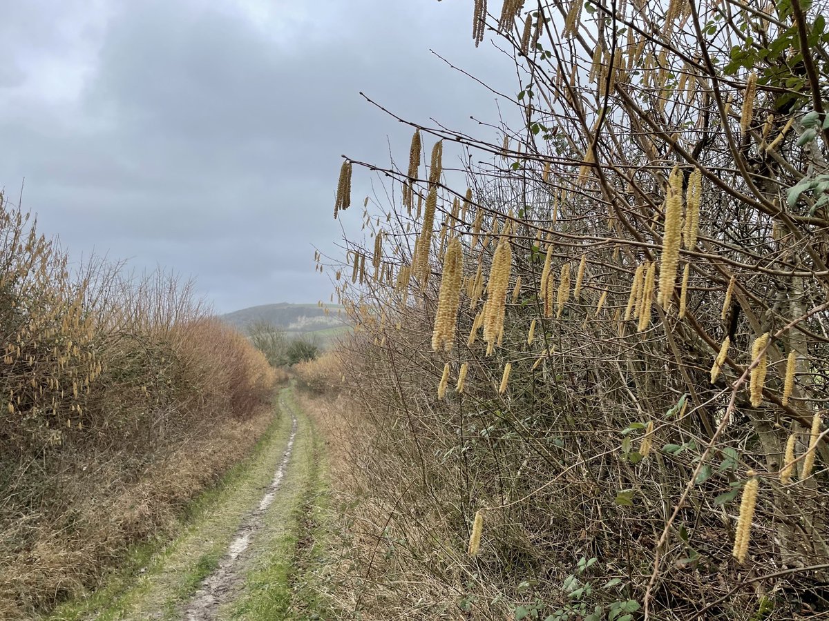 EmmaCameron9's tweet photo. An Andy Goldsworthy chalk boulder, ancient path with beech tree, hazel catkins, lime green moss. #WritingWalks @sdnpa @SussexWildlife https://t.co/rGq3aTLWdH