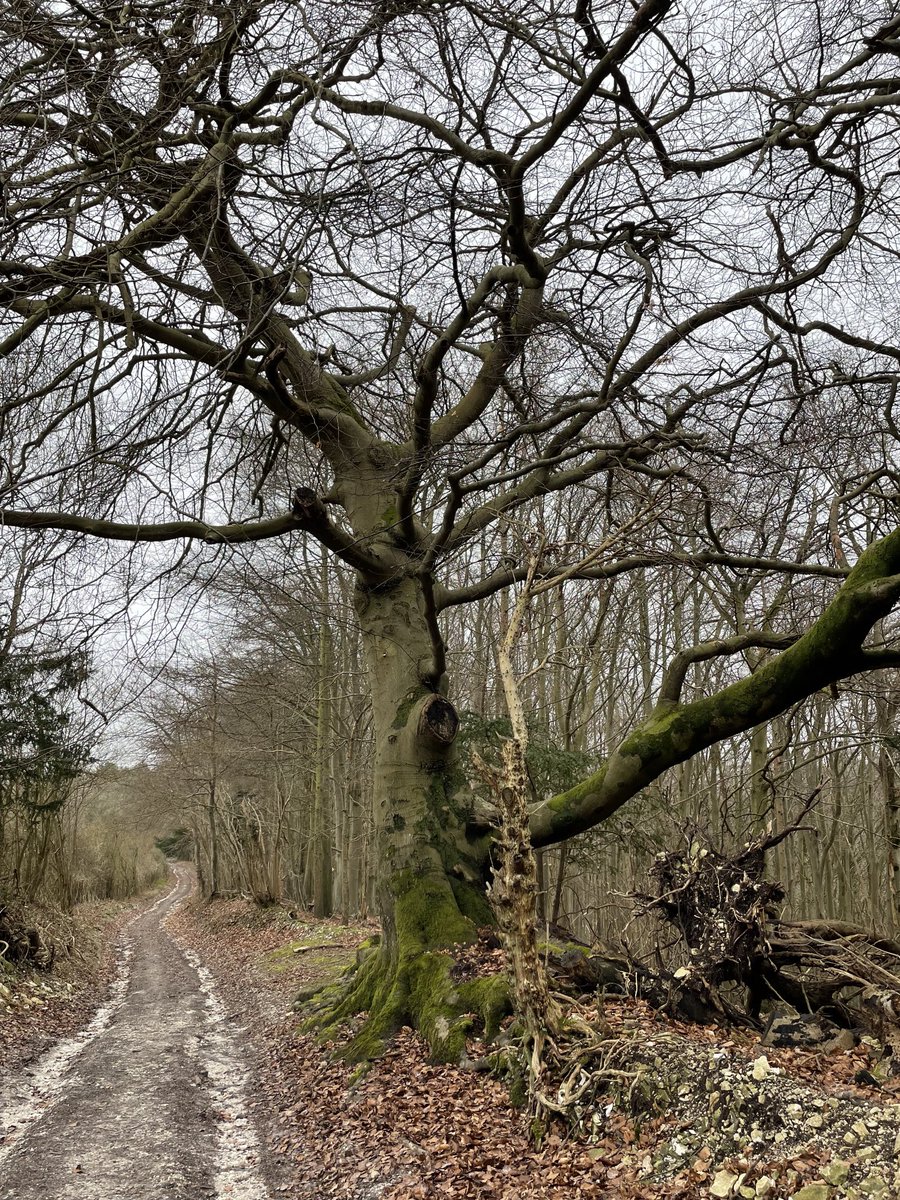 EmmaCameron9's tweet photo. An Andy Goldsworthy chalk boulder, ancient path with beech tree, hazel catkins, lime green moss. #WritingWalks @sdnpa @SussexWildlife https://t.co/rGq3aTLWdH