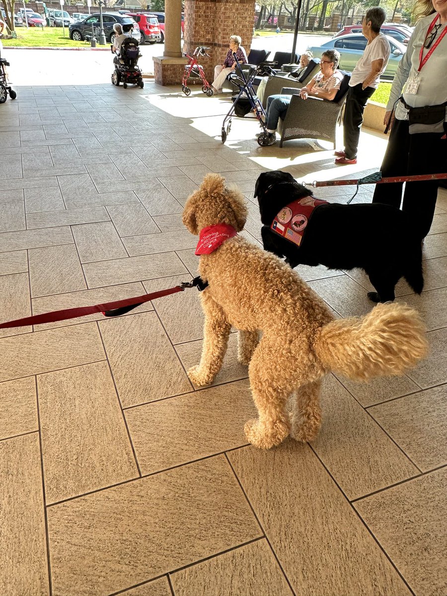 Training along the side of some professional Therapy Dogs that provided an excellent example of how it should be done.
