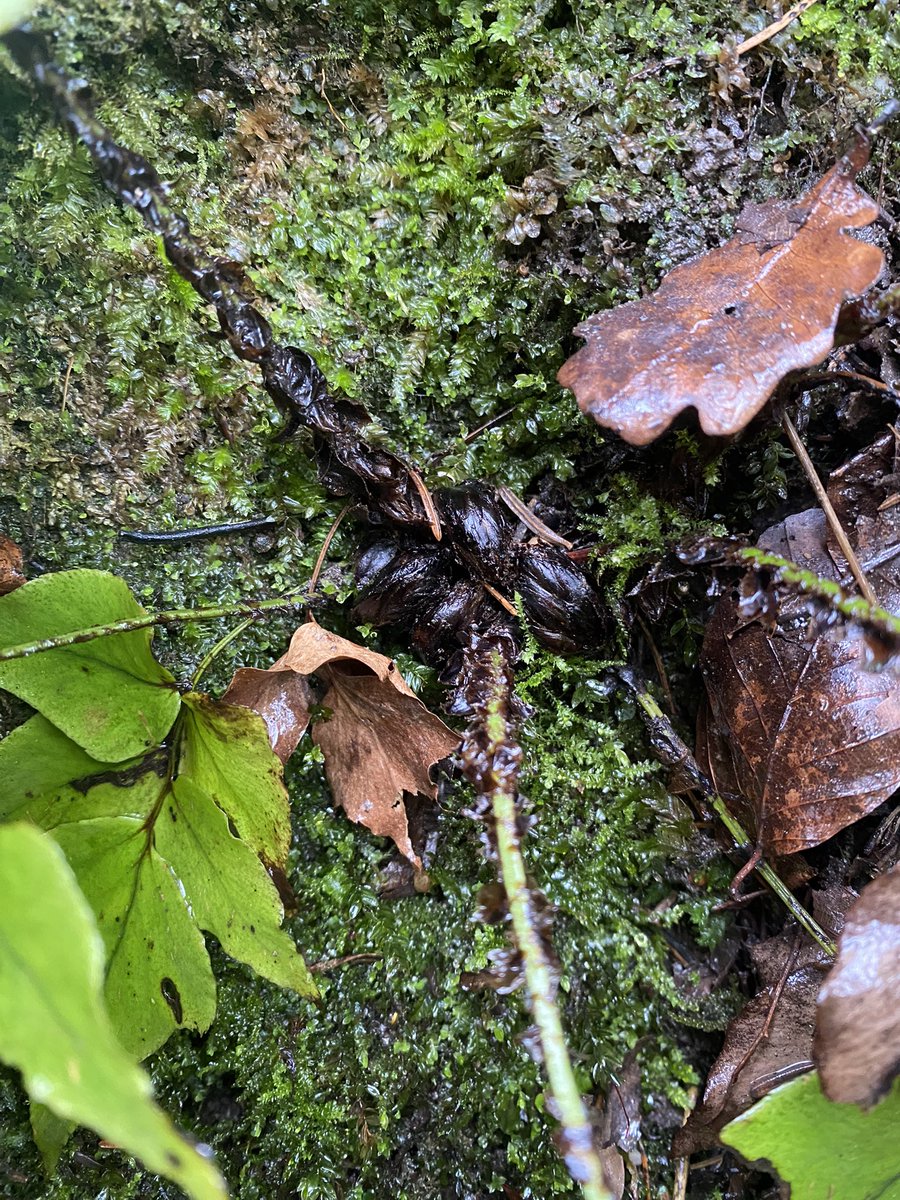 Feldbotanik's tweet photo. Heelp! … with this #fern I found today in a forest. Is this #Cyrtomium fortunei, C. falcatum or something else
Any #Pteridologist around? https://t.co/uq7t6WxFcd