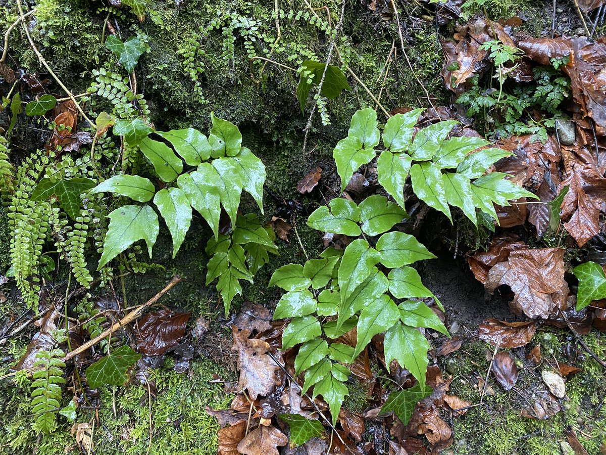 Feldbotanik's tweet photo. Heelp! … with this #fern I found today in a forest. Is this #Cyrtomium fortunei, C. falcatum or something else
Any #Pteridologist around? https://t.co/uq7t6WxFcd