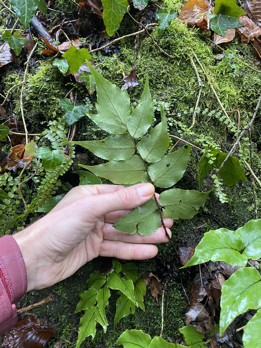 Feldbotanik's tweet photo. Heelp! … with this #fern I found today in a forest. Is this #Cyrtomium fortunei, C. falcatum or something else
Any #Pteridologist around? https://t.co/uq7t6WxFcd