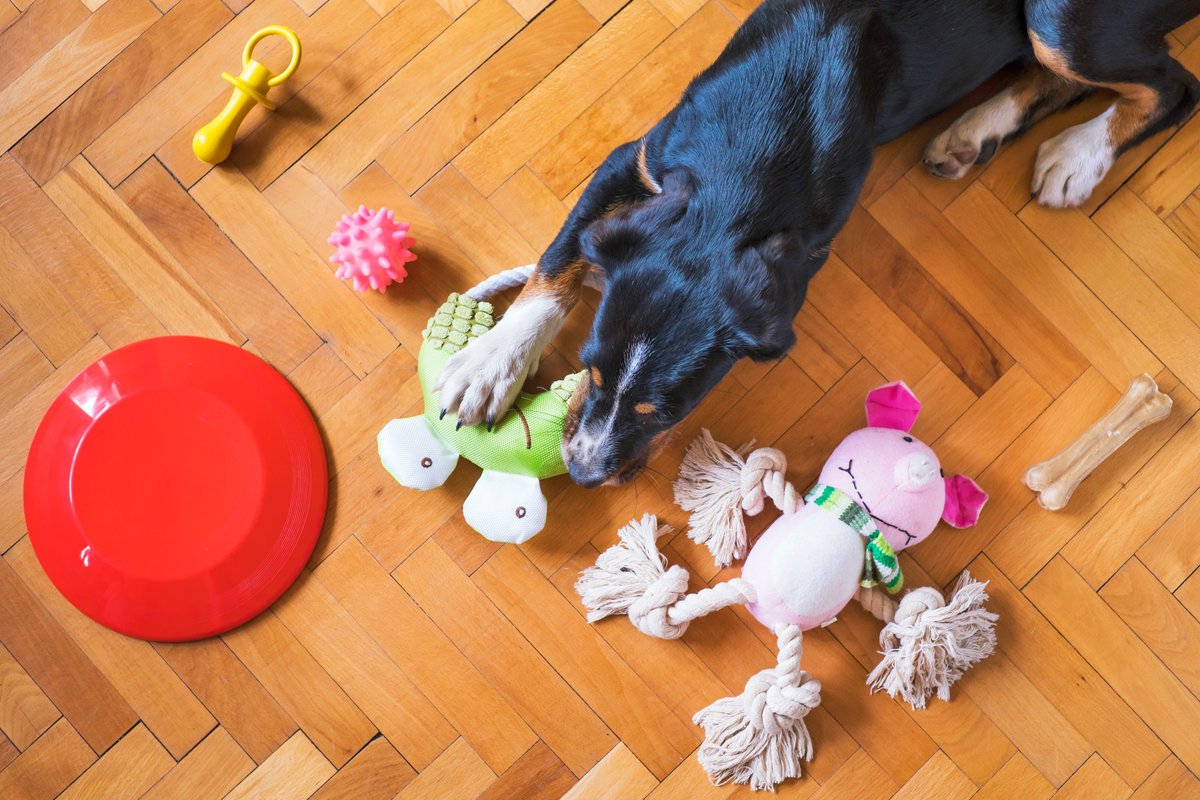 What to look for in a toy for your pet. You should be able to press into a toy with your fingernail. If you can't, it's too hard and could damage your pup's teeth. 

Stay tuned for more tips on safe toys for your pup.
#dogsupplies #petsupplies #dog #dogsofinstagram #dogs