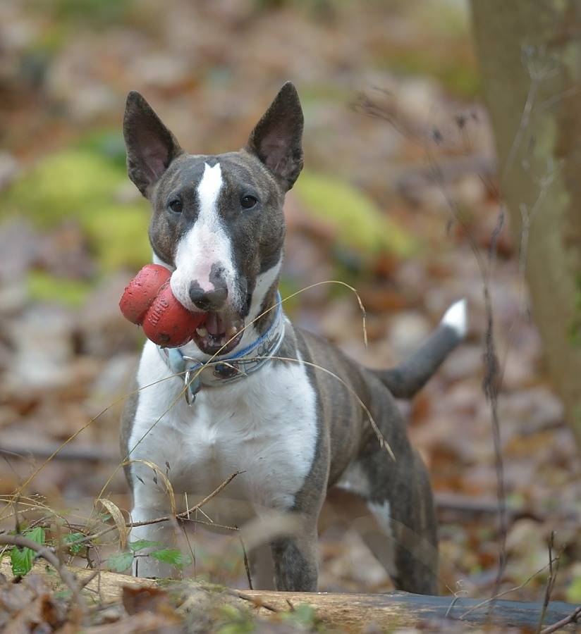 bullterrierdog (@bullterrierdog1) on Twitter photo 