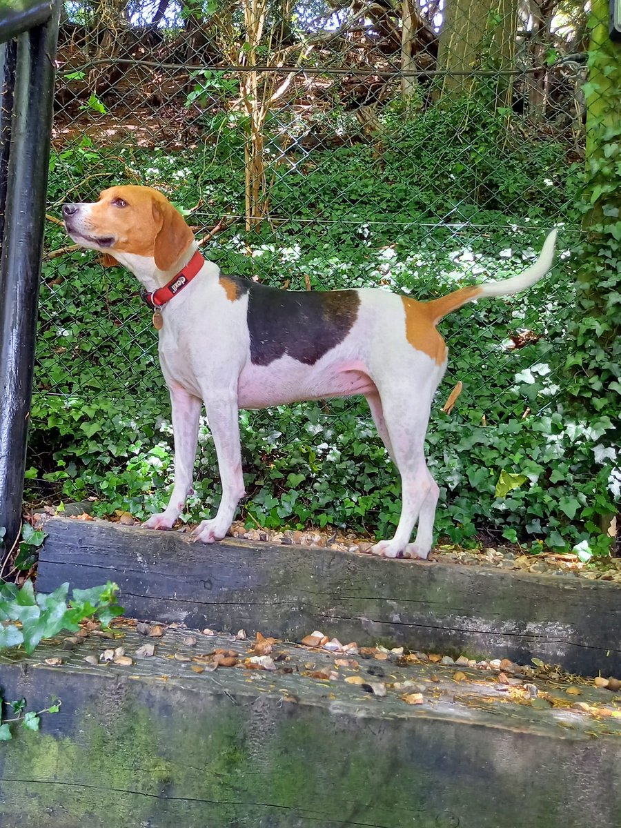 epsomcanine's tweet photo. Can Skye come to live with you if you're within 20 miles radius of J8 M25 Surrey UK? She's a 5 yo beagle cross possibly with sight hound. She's building confidence &amp; is ready for the start to the rest of her life - could it be with you? https://t.co/SVE9Zv2b8M #dogsoftwitter https://t.co/SKiK5pgps0