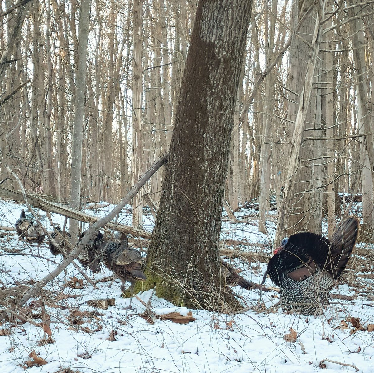 ChrisMMcIntosh's tweet photo. Good Morning!
Chester, NY
#chester #newyork #chesterny #newyorkstate #orangecountyny #visitorangecountyny #iloveny #ilovenewyork #hudsonvalley #hudsonvalleyny #goodmorning #morning #turkey #wildturkey #wildlife #wildlifephotography #winter #wintermorning #march #outdoors https://t.co/zzBoOGMMiZ