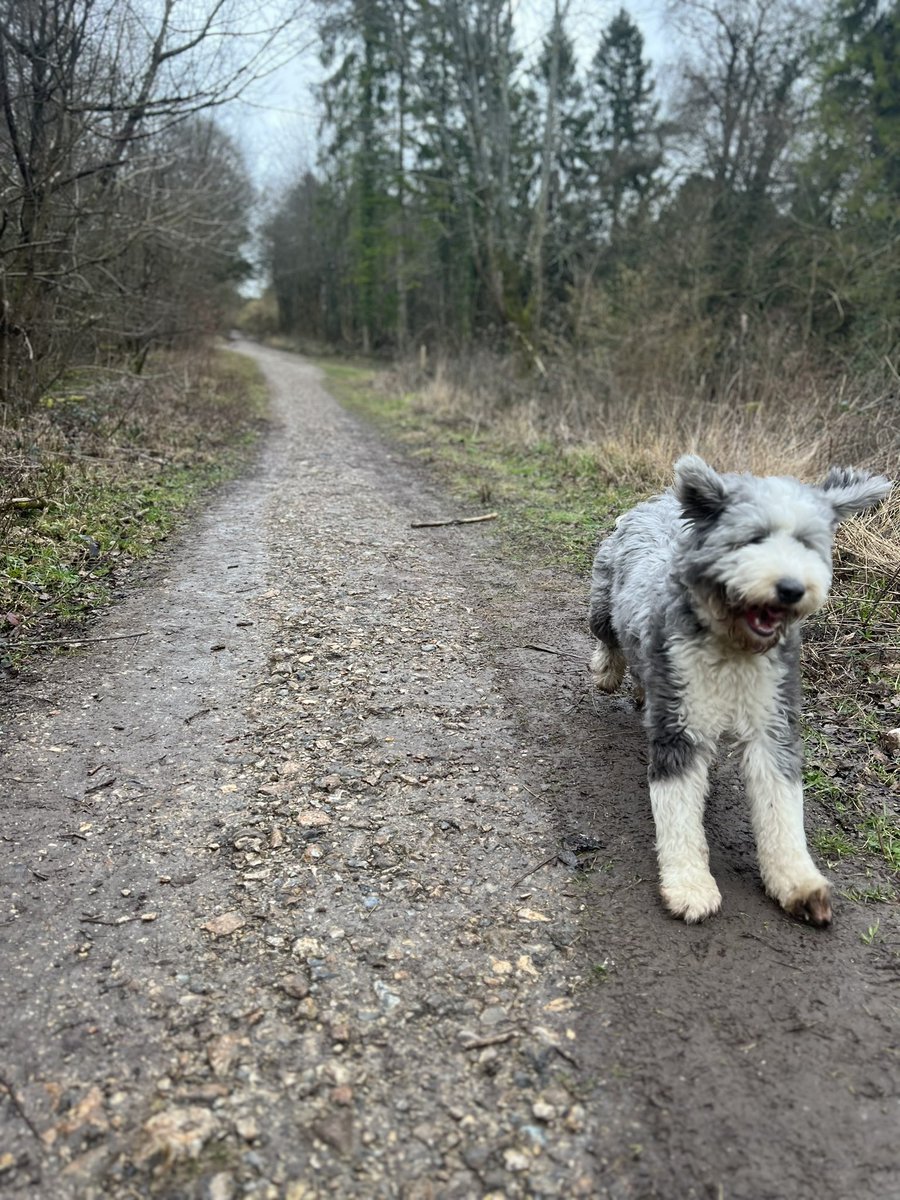 WellyJules's tweet photo. Mabel having an ear flappingly good time on her walk #crufts https://t.co/wk2xx3aFvt