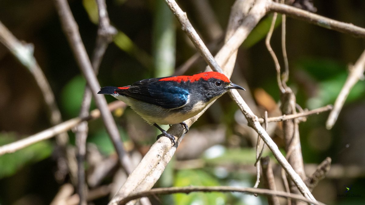Scarlet-Backed Flowerpecker from #Assam 

Check Trip Report

bit.ly/3HXMWV0

#BirdsOfTwitter #IndiAves #BirdsSeenIn2023 #dailypic #birdphotography #ThePhotoHour #BBCWildlifePOTD #natgeoindia 
#ThroughYourLens #Discoverwildlife 
@ParveenKaswan
 
@vivek4wild
 
@IndiAves