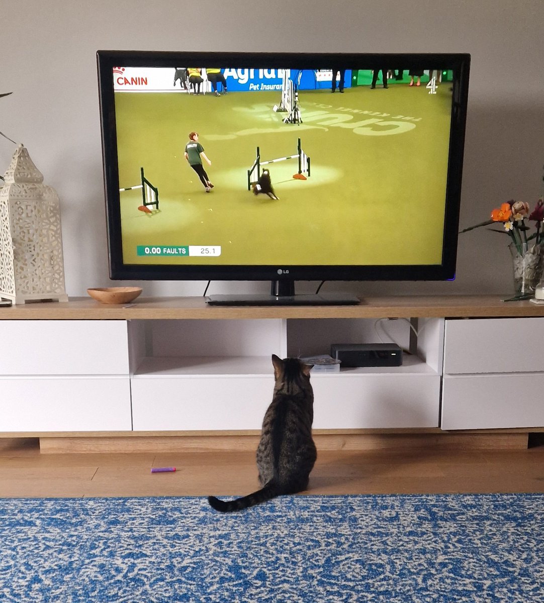 Ella loves a bit of #crufts2023 
#CatsofTwittter