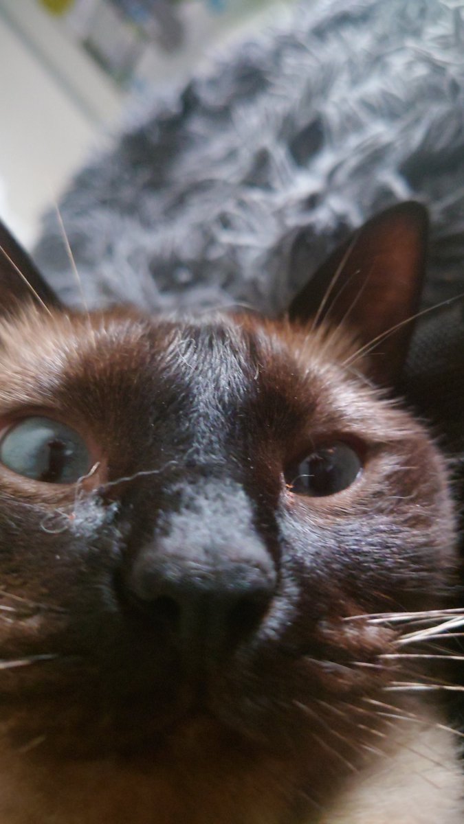 CrapuleCanaille's tweet photo. @Pegasou_and_co Oui, Crapule qu'il est bon 😺👍
Par contre, paraît que moua, Canaille (aka le Petitou) cé po encore ça, fo que je bosse la technique de la partie zieutale y paraît 😹 https://t.co/xXgb4xLkY1