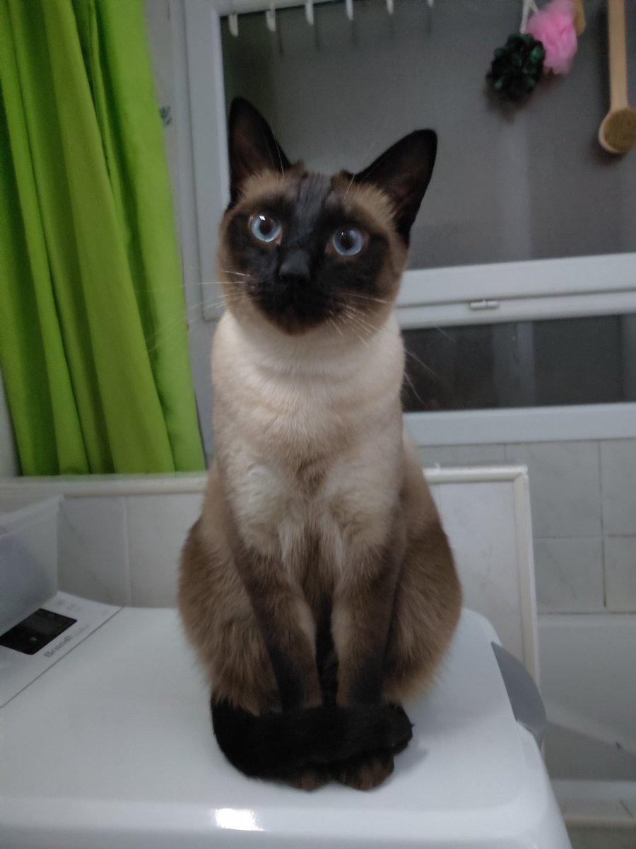 CrapuleCanaille's tweet photo. @Pegasou_and_co Oui, Crapule qu'il est bon 😺👍
Par contre, paraît que moua, Canaille (aka le Petitou) cé po encore ça, fo que je bosse la technique de la partie zieutale y paraît 😹 https://t.co/xXgb4xLkY1