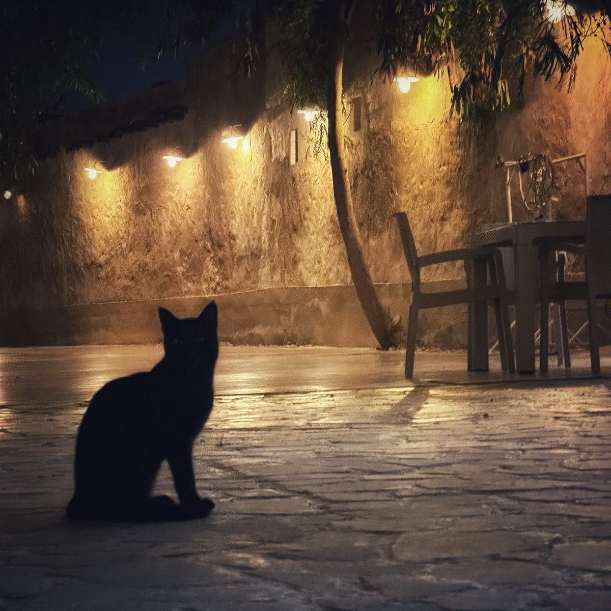 ﴿وَإِذا مَرّوا بِاللَّغوِ مَرّوا كِرامًا﴾