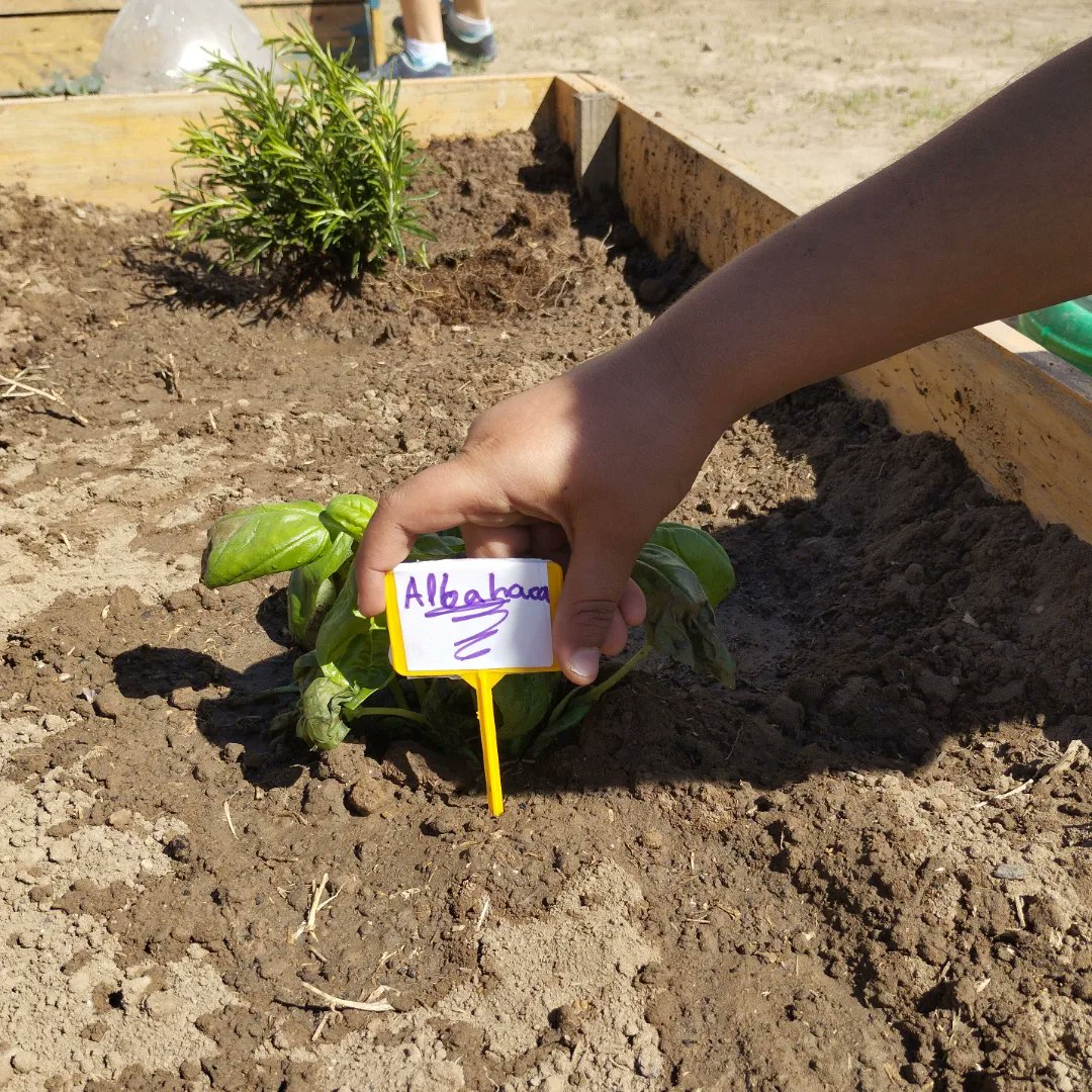 OrriolsConvive's tweet photo. Algunes fotos de la jornada de plantació de primavera de l'hort comunitari 🌱🌺🍏
Ens veiem els dimarts, dijous i diumenges a les 17:30 per a regar el que hem sembrat!!💦
#horta #hortcomunitari #orriols #orriolsconvive https://t.co/DNUL8OLvCv