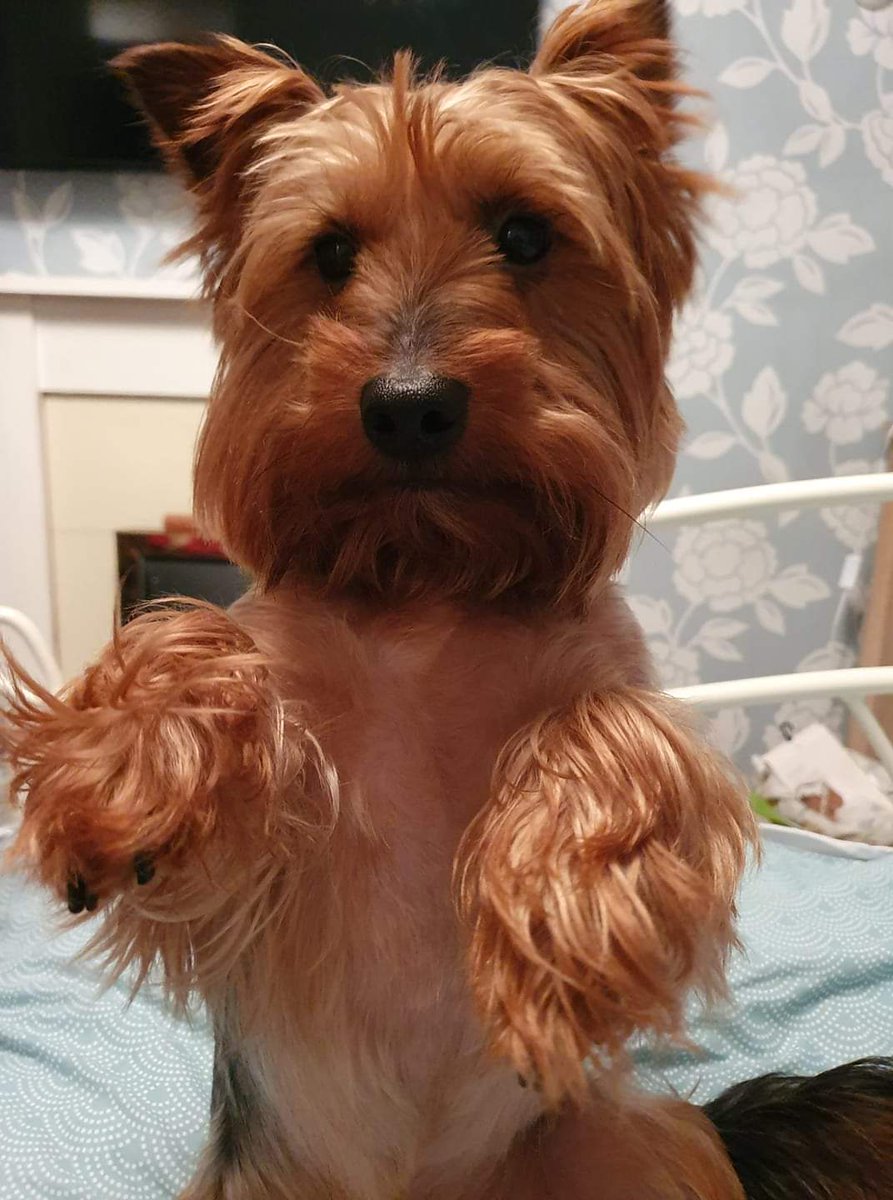 IRLucyfer's tweet photo. Benjamin the Yorkshire terrier, he sits up for belly rubs! #Crufts https://t.co/GhusT2hUnk