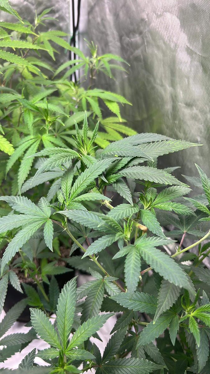 InGoddtripp's tweet photo. High Stress training (Super Cropping)

Black berry moon rock 🪨 🌕

#weed #กัญชากรุงเทพ #กัญชาอ่อนนุช #กัญชาอุดมสุข #กัญชาพีะขโนง #smokeweed https://t.co/33QS8YNm83