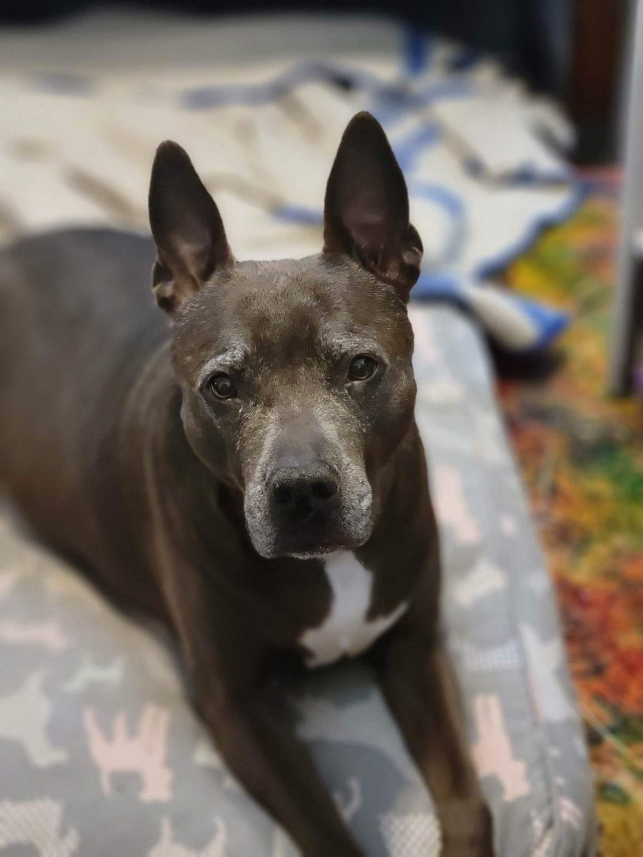How about Misty—a Boop? ♥️