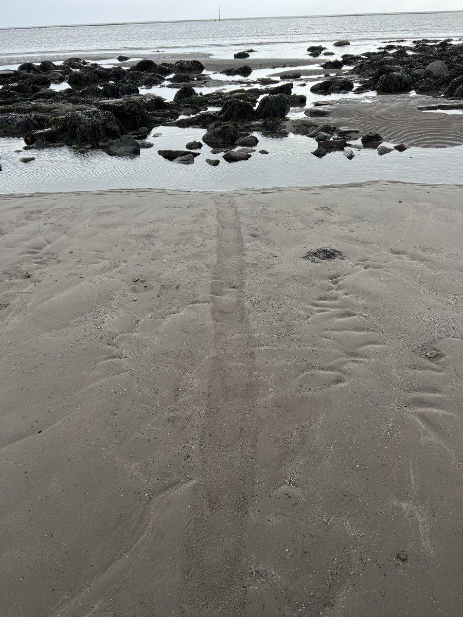 #MakingTracks 
Juvenile seal tracks along the sand and back into the sea 
#nature #wildlife #Northumberland @BDMLR @discovernland @VisitNland @BBCSpringwatch #leaveonlyfootprints