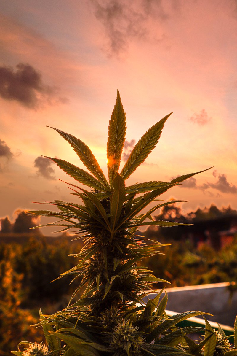 GenZGrowingWeed's tweet photo. Our GZGW #Ordinals collection is launching soon. 🔜

Early investors will be the first to explore our beta marketplace. #GZGW holders will be able to purchase #weed strains in digital &amp; physical form. Don't miss your chance to own a piece of GZGW farm's unique offerings.#NFT #art https://t.co/aNUtR13ZCt