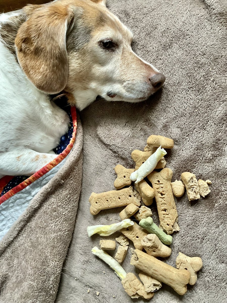 Miss Jersey is just beginning to stir now. Like us, once the time