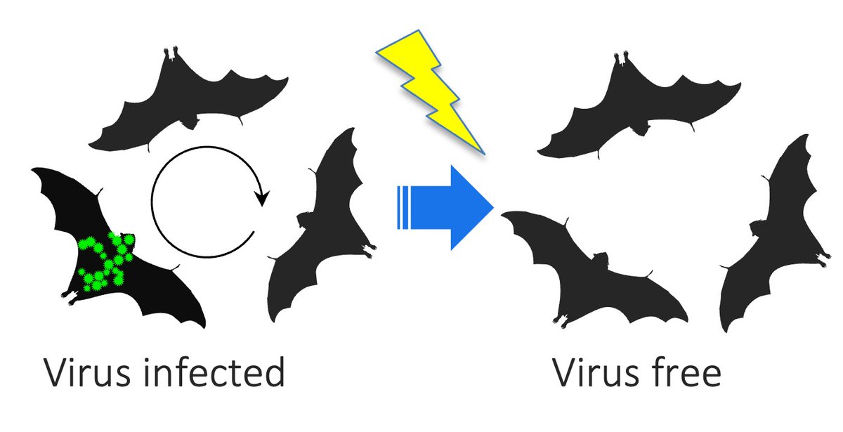 Big @batsgoviral week! In @PNASNews and @ScienceAdvances we test how to prevent zoonotic #spillover by interrupting virus transmission in bat reservoirs. Short story: culls didn’t reduce spillover but altered rabies spatial spread; transmissible vaccines may be a solution. A 🧵.