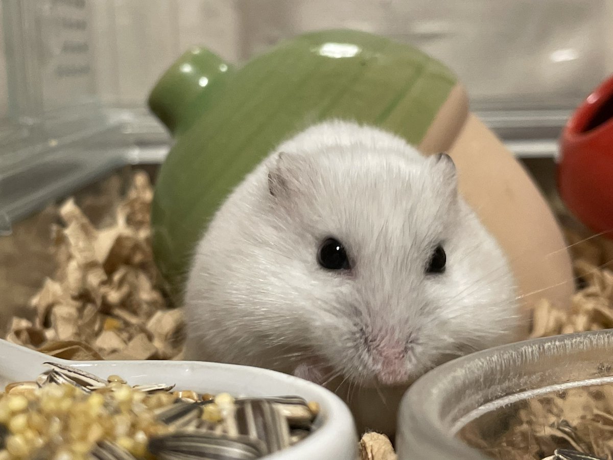 hlUutqn1jmsFbvW's tweet photo. ハムスターを間近で見るシリーズ③ Series 3 to see hamsters up close #さくらちゃん🌸 #CherryBloss... https://t.co/ST6kOWRmt6 @YouTubeより https://t.co/OcfrkhOp8Z