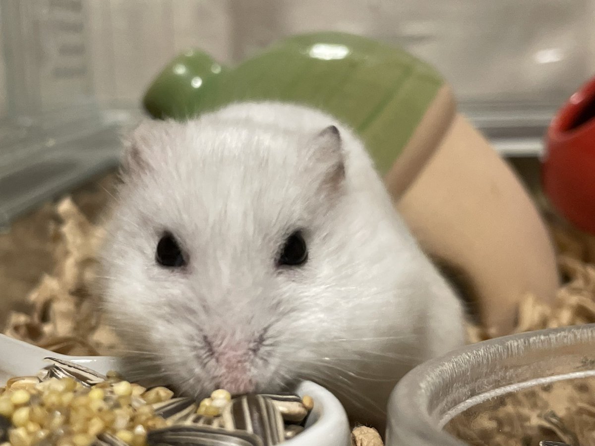 hlUutqn1jmsFbvW's tweet photo. ハムスターを間近で見るシリーズ③ Series 3 to see hamsters up close #さくらちゃん🌸 #CherryBloss... https://t.co/ST6kOWRmt6 @YouTubeより https://t.co/OcfrkhOp8Z