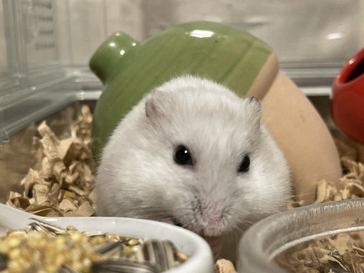 hlUutqn1jmsFbvW's tweet photo. ハムスターを間近で見るシリーズ③ Series 3 to see hamsters up close #さくらちゃん🌸 #CherryBloss... https://t.co/ST6kOWRmt6 @YouTubeより https://t.co/OcfrkhOp8Z