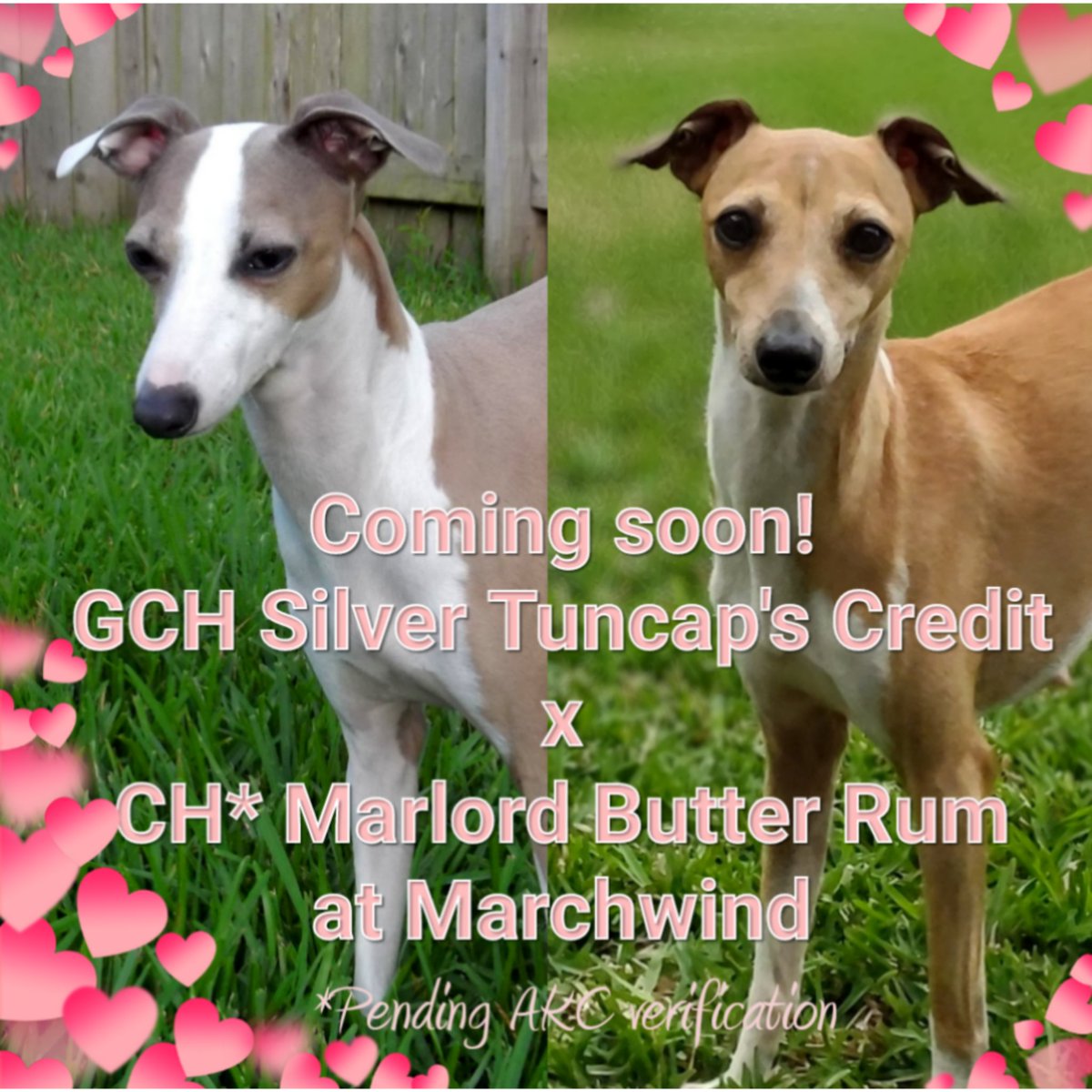 Debit & Credit - The Italian Greyhounds tweet media